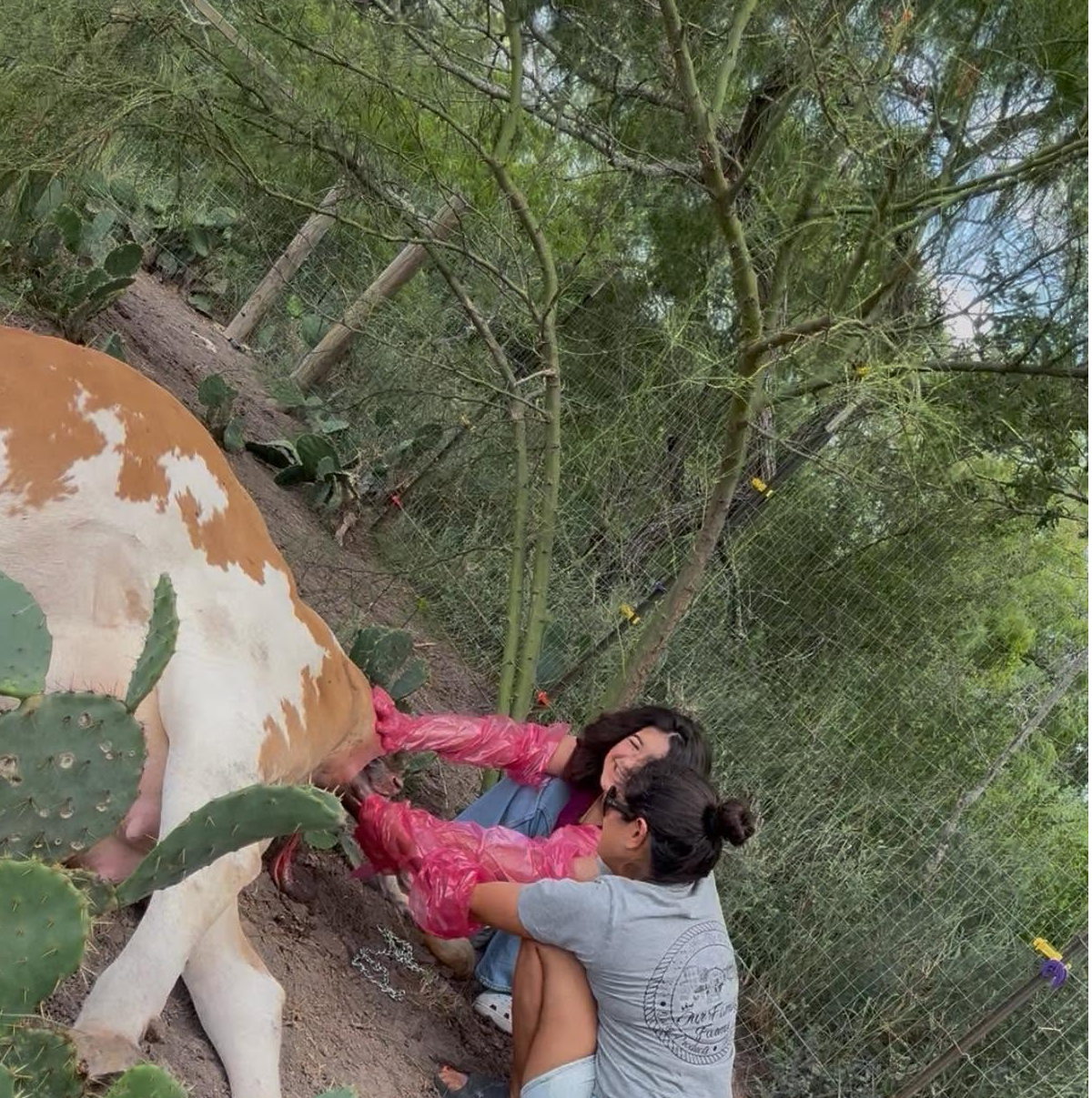 Amber laughing as a cow nuzzles her shoulder